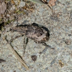 Ethemaia sellata at Googong, NSW - 3 Dec 2021 09:32 AM