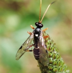 Ichneumonidae (family) (Unidentified ichneumon wasp) at Aranda Bushland - 30 Nov 2021 by CathB