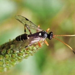 Ichneumonidae (family) at Molonglo Valley, ACT - 1 Dec 2021 10:21 AM