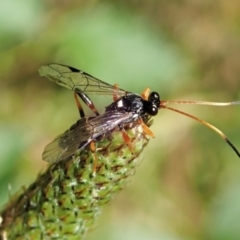 Ichneumonidae (family) at Molonglo Valley, ACT - 1 Dec 2021 10:21 AM