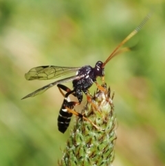 Ichneumonidae (family) at Molonglo Valley, ACT - 1 Dec 2021 10:21 AM