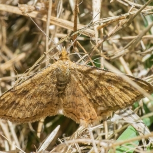 Scopula rubraria at Googong, NSW - 4 Dec 2021