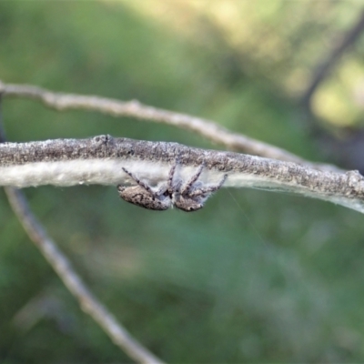 Unidentified Jumping or peacock spider (Salticidae) at Cook, ACT - 2 Dec 2021 by CathB