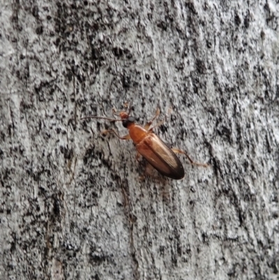 Euomma lateralis (Comb-clawed beetle) at Molonglo Valley, ACT - 28 Nov 2021 by CathB