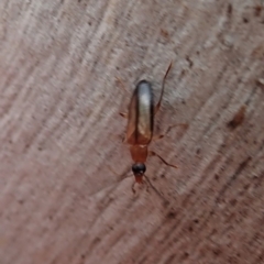 Euomma lateralis at Molonglo Valley, ACT - 28 Nov 2021