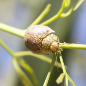 Paropsis atomaria at Higgins, ACT - 30 Nov 2021 10:15 AM