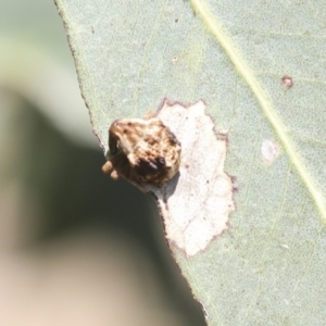 Gonipterus sp. (genus) at Higgins, ACT - 30 Nov 2021 10:11 AM