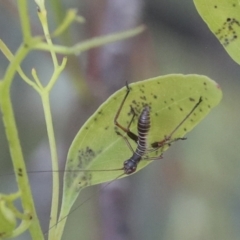 Tettigoniidae (family) (Unidentified katydid) at Higgins, ACT - 30 Nov 2021 by AlisonMilton