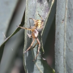 Araneinae (subfamily) (Orb weaver) at Higgins, ACT - 30 Nov 2021 by AlisonMilton