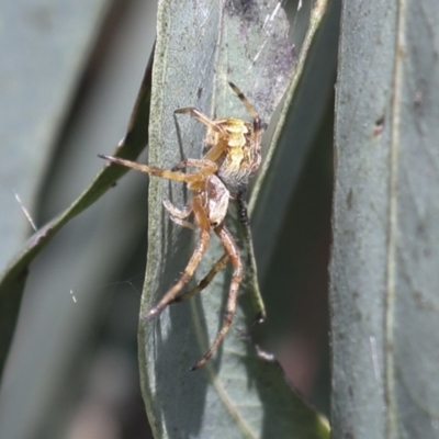 Araneinae (subfamily) (Orb weaver) at Higgins, ACT - 30 Nov 2021 by AlisonMilton