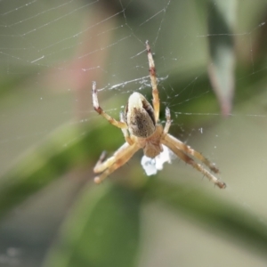 Araneinae (subfamily) at Higgins, ACT - 30 Nov 2021