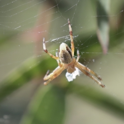 Araneinae (subfamily) (Orb weaver) at Higgins, ACT - 30 Nov 2021 by AlisonMilton