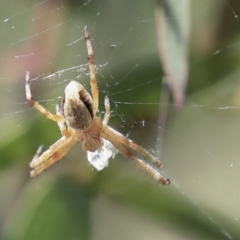 Araneinae (subfamily) at Higgins, ACT - 30 Nov 2021