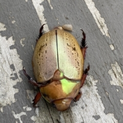 Anoplognathus olivieri (A christmas beetle) at Tomakin, NSW - 4 Dec 2021 by SteveBorkowskis