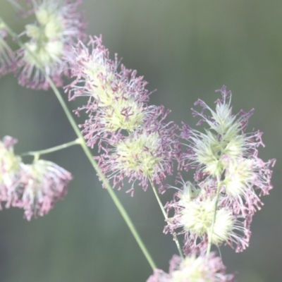 Dactylis glomerata (Cocksfoot) at Higgins, ACT - 30 Nov 2021 by AlisonMilton