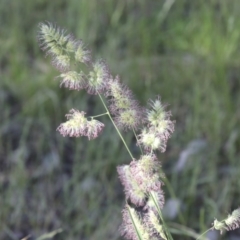 Dactylis glomerata at Higgins, ACT - 30 Nov 2021