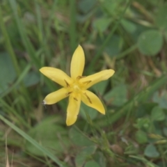 Hypoxis hygrometrica var. hygrometrica (Golden Weather-grass) at Mt Holland - 4 Dec 2021 by danswell