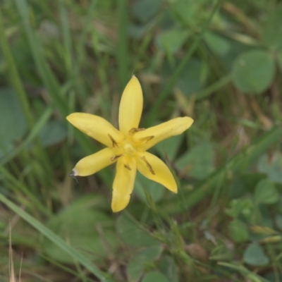 Hypoxis hygrometrica var. hygrometrica (Golden Weather-grass) at Mt Holland - 4 Dec 2021 by danswell