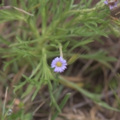 Vittadinia muelleri (Narrow-leafed New Holland Daisy) at Tinderry, NSW - 3 Dec 2021 by danswell