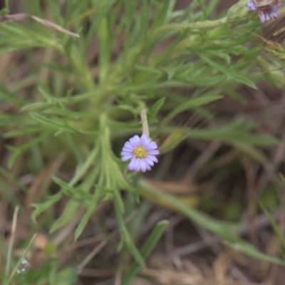 Vittadinia muelleri (Narrow-leafed New Holland Daisy) at Tinderry, NSW - 4 Dec 2021 by danswell