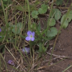 Veronica gracilis (Slender Speedwell) at Mt Holland - 3 Dec 2021 by danswell