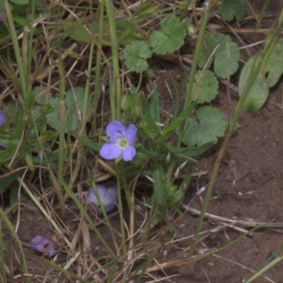 Veronica gracilis (Slender Speedwell) at Tinderry, NSW - 3 Dec 2021 by danswell