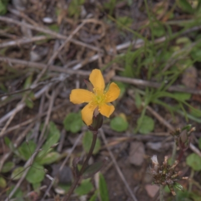 Hypericum gramineum (Small St Johns Wort) at Tinderry, NSW - 3 Dec 2021 by danswell