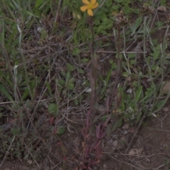 Hypericum gramineum at Tinderry, NSW - 4 Dec 2021