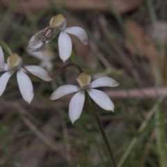 Caladenia moschata (Musky Caps) at Tinderry, NSW - 4 Dec 2021 by danswell