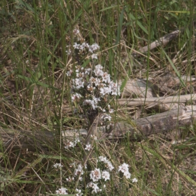 Epacris sp. (Heath) at Tinderry, NSW - 4 Dec 2021 by danswell