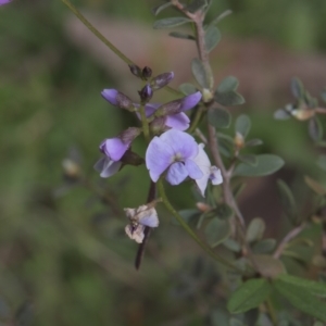 Glycine sp. at Tinderry, NSW - 4 Dec 2021 09:58 AM