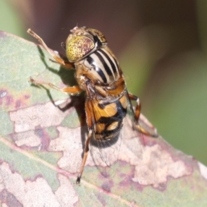 Eristalinus punctulatus at Higgins, ACT - 30 Nov 2021 10:04 AM