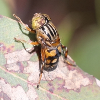 Eristalinus punctulatus (Golden Native Drone Fly) at Higgins, ACT - 30 Nov 2021 by AlisonMilton