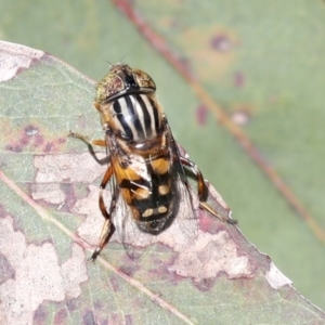 Eristalinus punctulatus at Higgins, ACT - 30 Nov 2021