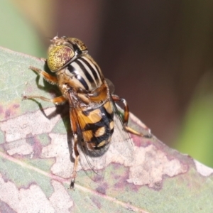 Eristalinus punctulatus at Higgins, ACT - 30 Nov 2021 10:04 AM