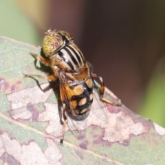 Eristalinus punctulatus at Higgins, ACT - 30 Nov 2021