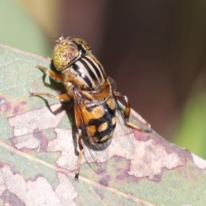 Eristalinus punctulatus at Higgins, ACT - 30 Nov 2021