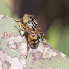 Eristalinus punctulatus at Higgins, ACT - 30 Nov 2021 10:04 AM