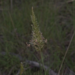 Anthoxanthum odoratum (Sweet Vernal Grass) at Mt Holland - 3 Dec 2021 by danswell