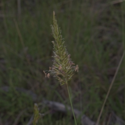 Anthoxanthum odoratum (Sweet Vernal Grass) at Tinderry, NSW - 3 Dec 2021 by danswell