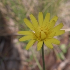 Microseris walteri (Yam Daisy, Murnong) at Tinderry, NSW - 4 Dec 2021 by danswell