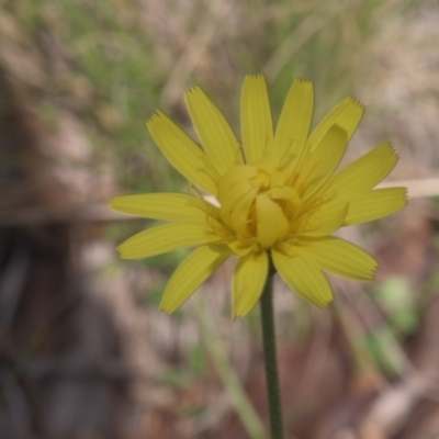 Microseris walteri (Yam Daisy, Murnong) at Tinderry, NSW - 4 Dec 2021 by danswell