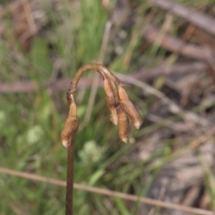 Gastrodia sesamoides (Cinnamon Bells) at Tinderry, NSW - 4 Dec 2021 by danswell