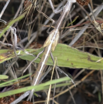 Unidentified Praying mantis (Mantodea) at Weetangera, ACT - 27 Nov 2021 by AlisonMilton