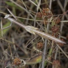 Archimantis sobrina at Weetangera, ACT - 28 Nov 2021 10:30 AM