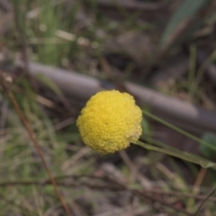 Craspedia variabilis (Common Billy Buttons) at Tinderry, NSW - 4 Dec 2021 by danswell