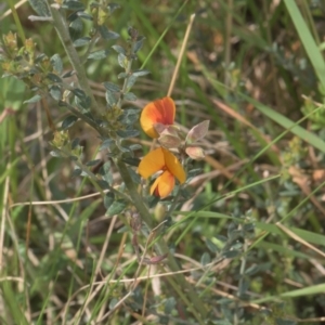 Mirbelia oxylobioides at Tinderry, NSW - 4 Dec 2021