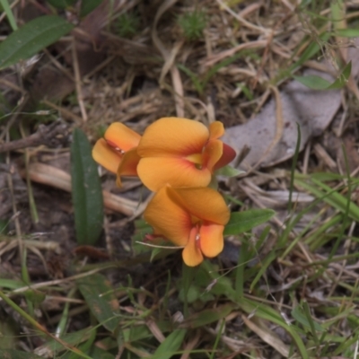 Podolobium alpestre (Shaggy Alpine Pea) at Tinderry, NSW - 4 Dec 2021 by danswell