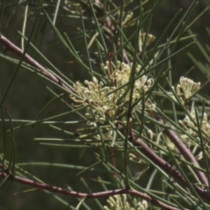 Hakea microcarpa at Tinderry, NSW - 4 Dec 2021 10:23 AM