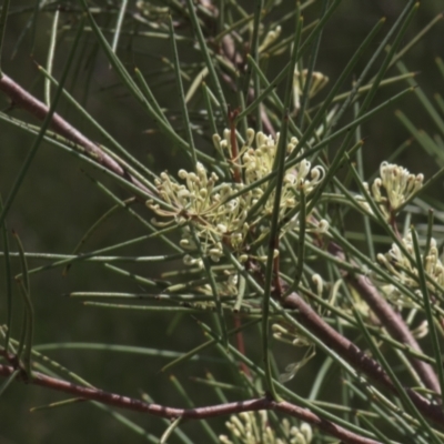 Hakea microcarpa (Small-fruit Hakea) at Tinderry, NSW - 3 Dec 2021 by danswell